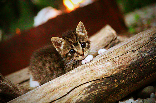 爱游戏官方网站入口登录-冰封草场？不！塞内加尔带来“非洲热风”，塞内加尔最低温度